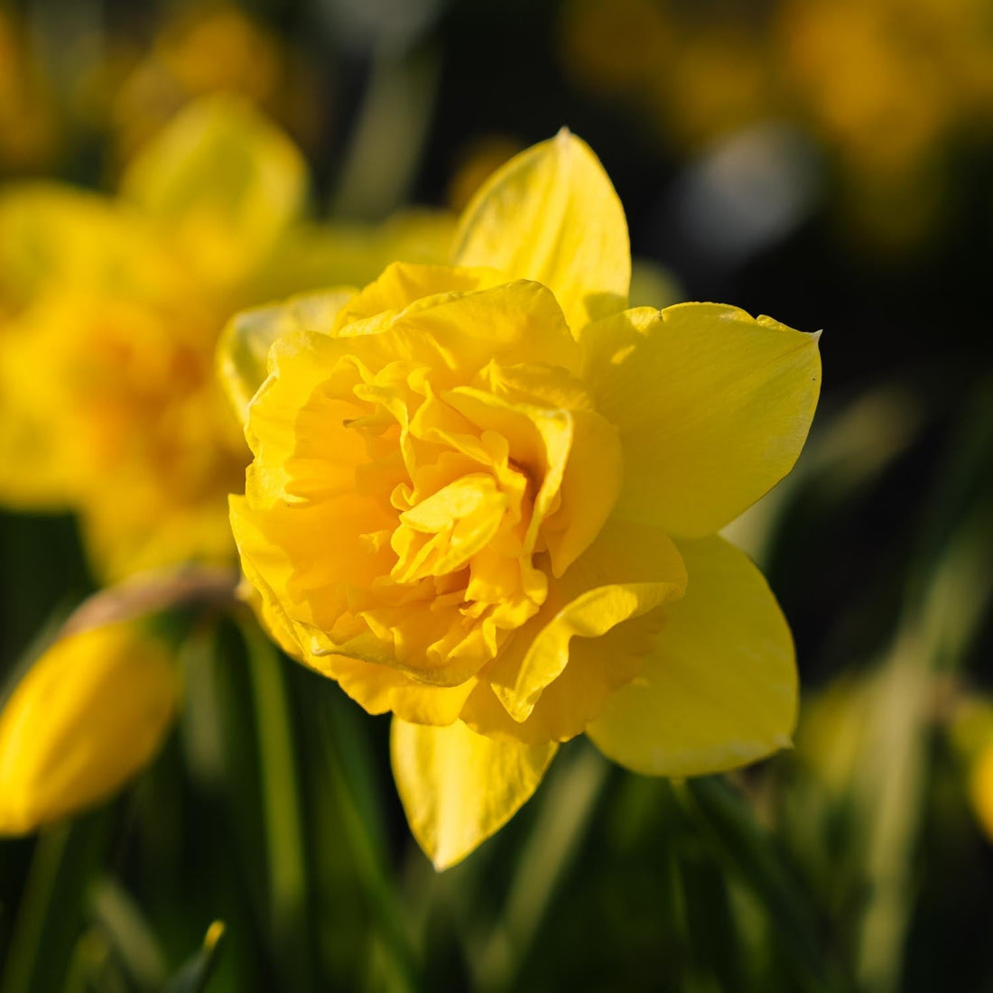 Narcis, Narcissus 'Dick Wilden'