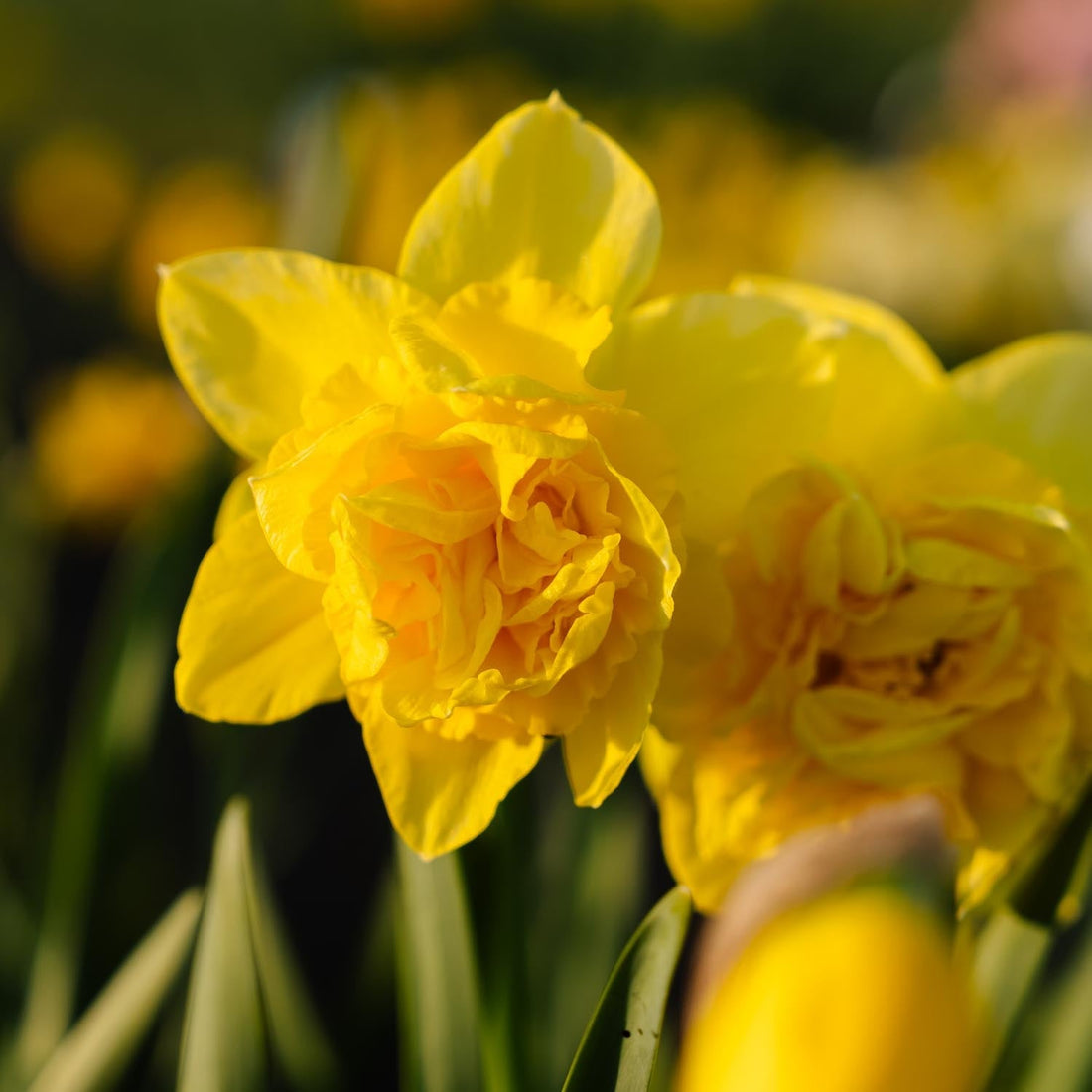 Narcis, Narcissus 'Dick Wilden'