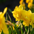 Narcis, Narcissus 'Dick Wilden'