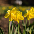 Narcis, Narcissus 'Dutch Master'