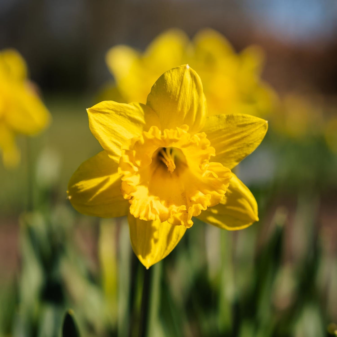 Narcis, Narcissus 'Dutch Master'