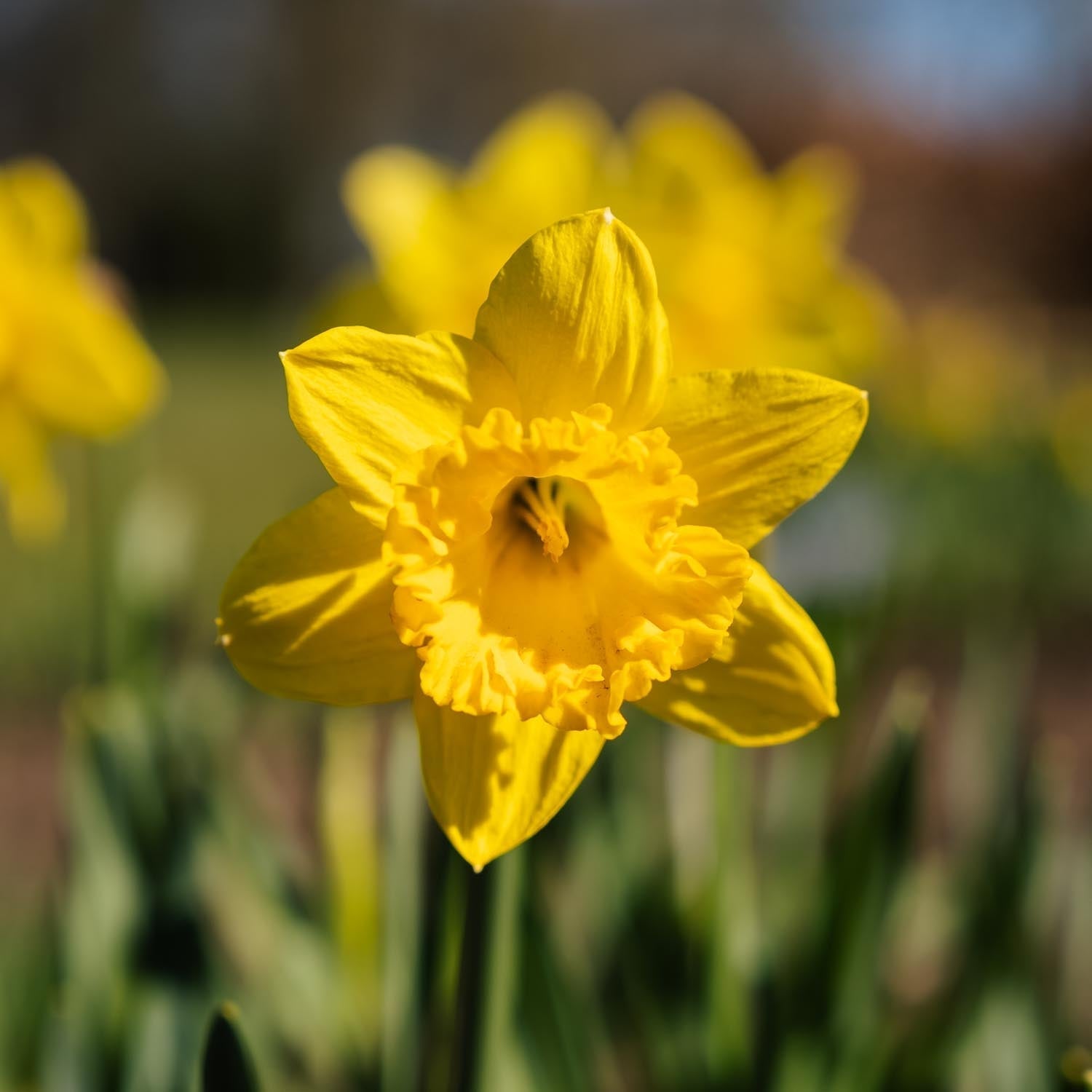 Narcis, Narcissus 'Dutch Master'