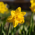 Narcis, Narcissus 'Dutch Master'