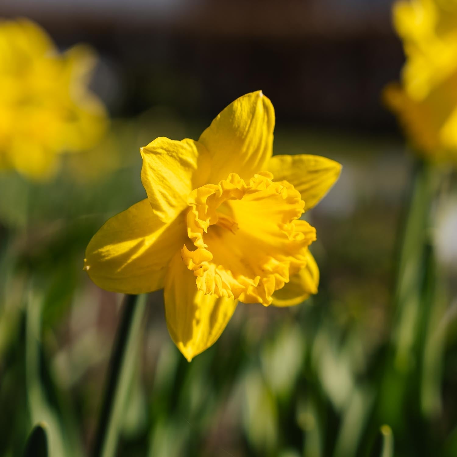 Narcis, Narcissus 'Dutch Master'
