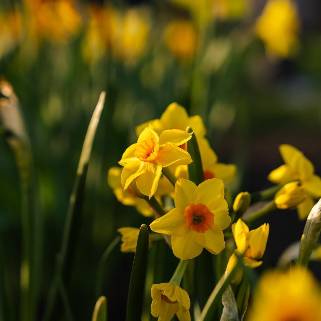 Narcis, Narcissus 'Falconet'