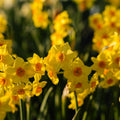 Narcis, Narcissus 'Falconet'