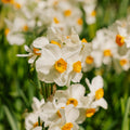 Narcis, Narcissus 'Geranium'