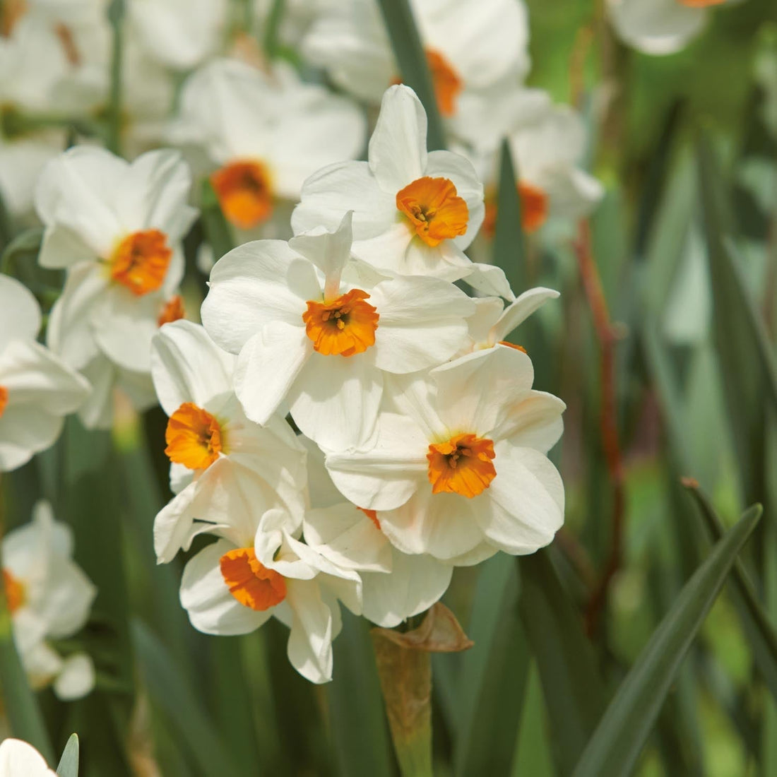 Narcis, Narcissus 'Geranium'
