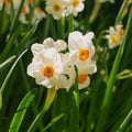 Narcis, Narcissus 'Geranium'