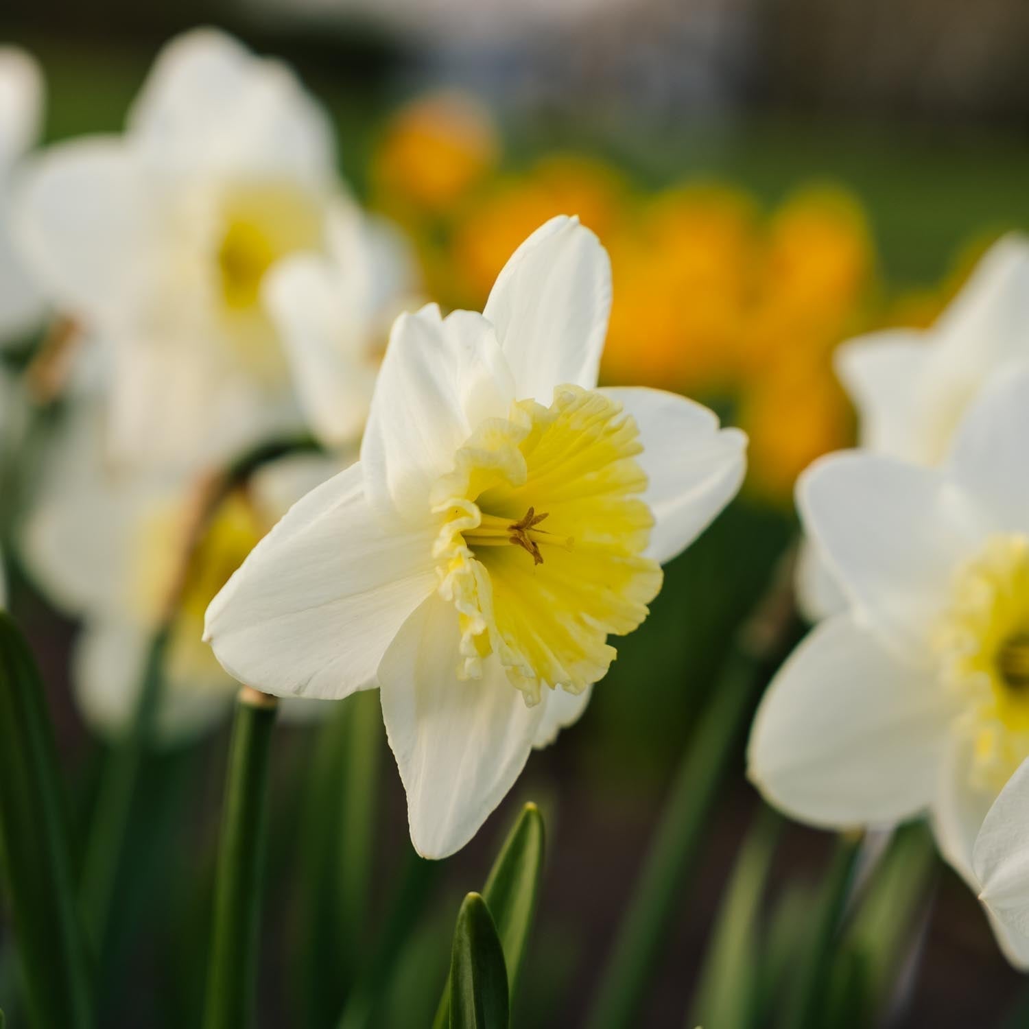 Narcis, Narcissus 'Ice Follies'