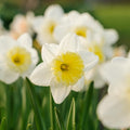 Narcis, Narcissus 'Ice Follies'