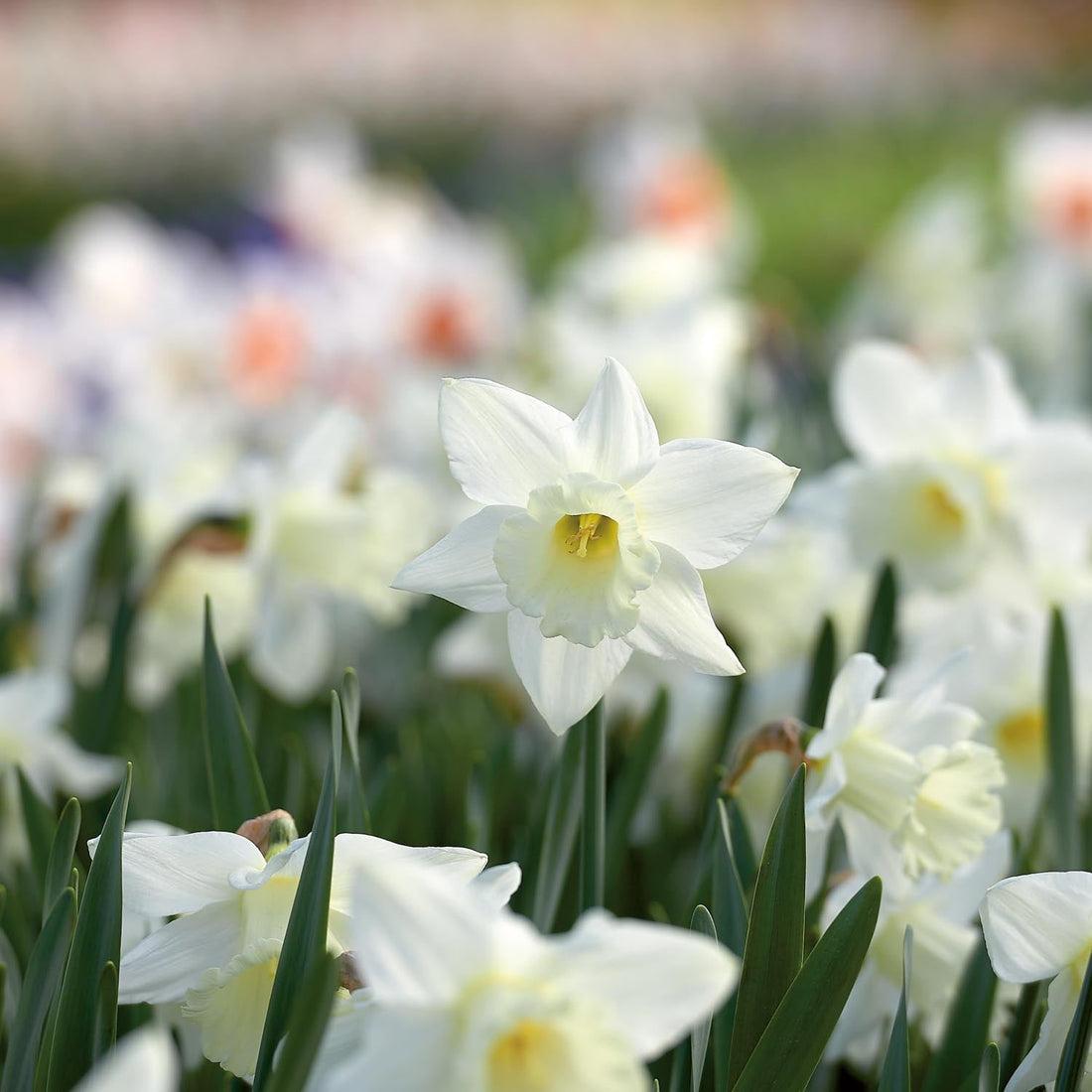 Narcis, Narcissus 'Mount Hood'