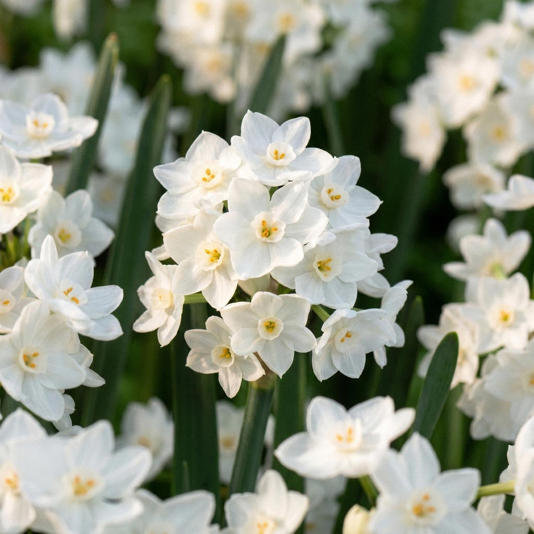 Narcis, Narcissus 'Paperwhite Ziva'