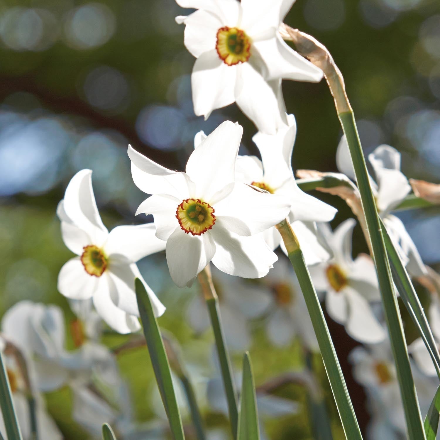 Narcis, Narcissus 'Recurvus'