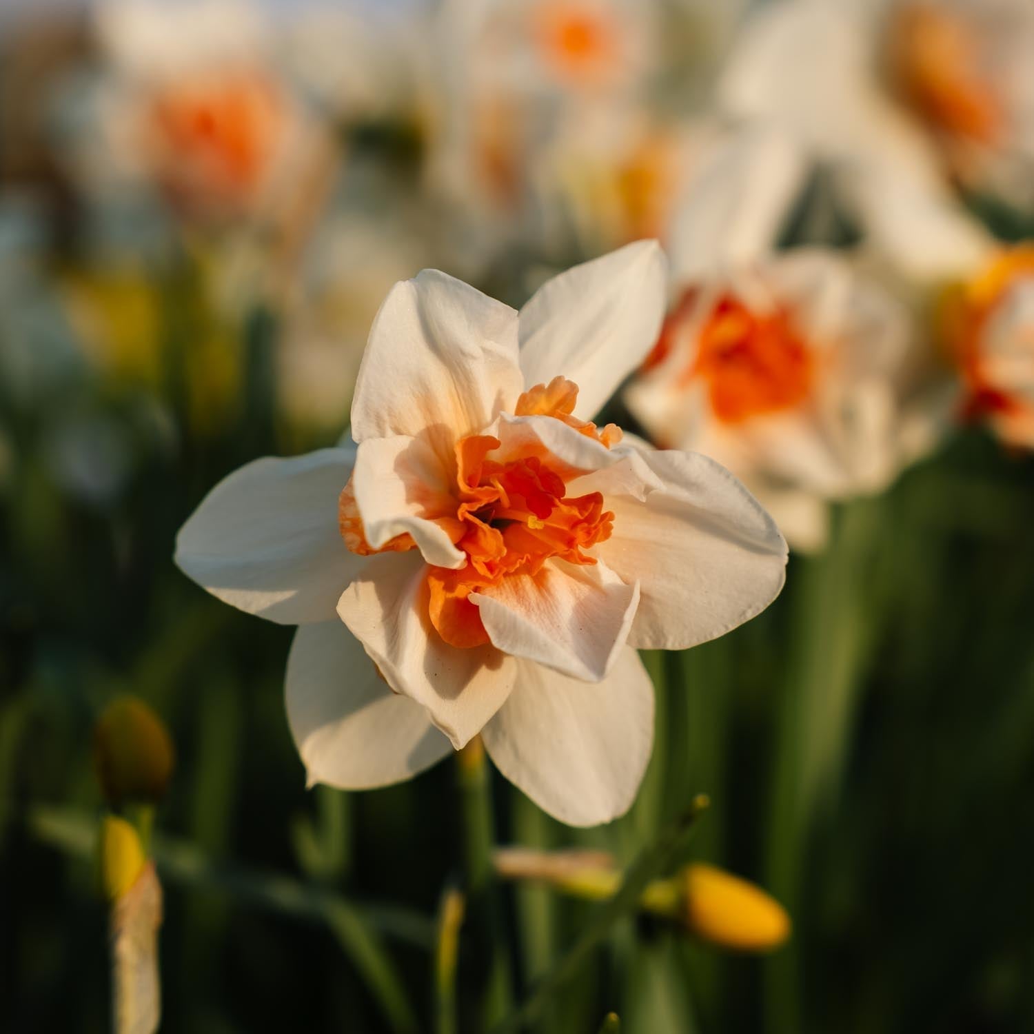Narcis, Narcissus 'Replete'