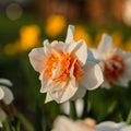 Narcis, Narcissus 'Replete'