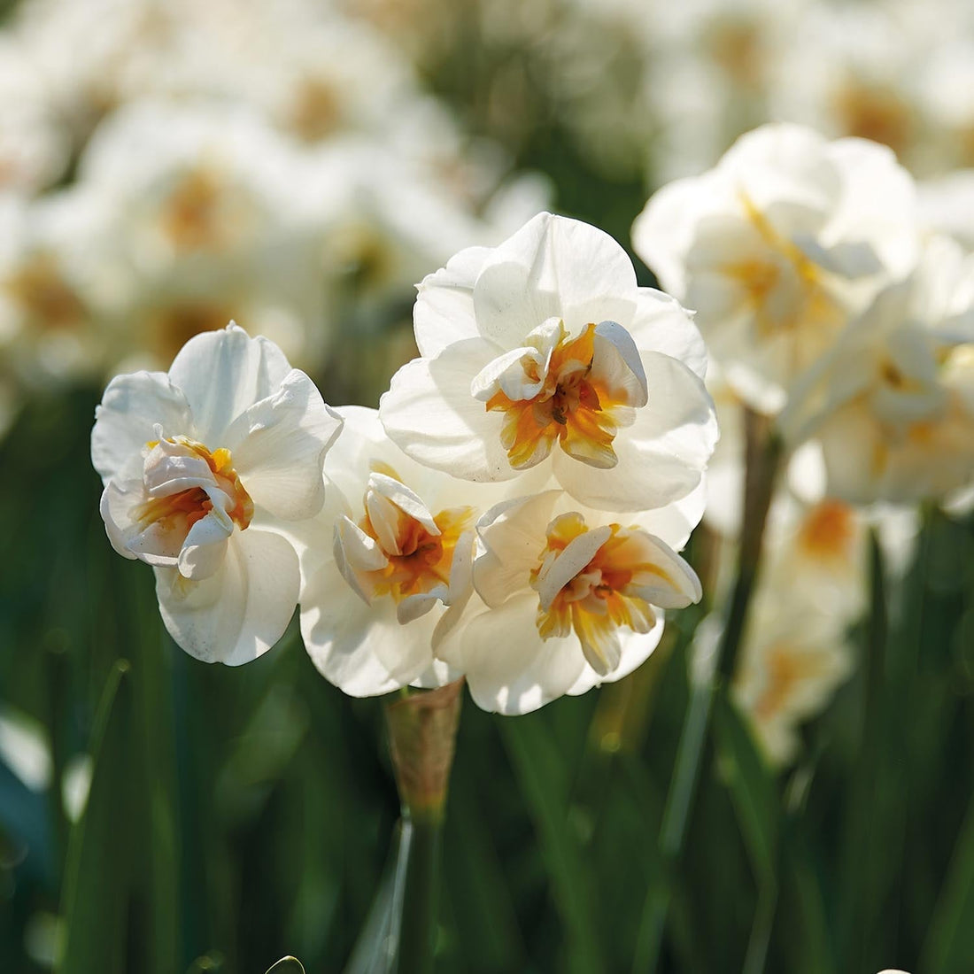Narcis, Narcissus 'Sir Winston Churchill'