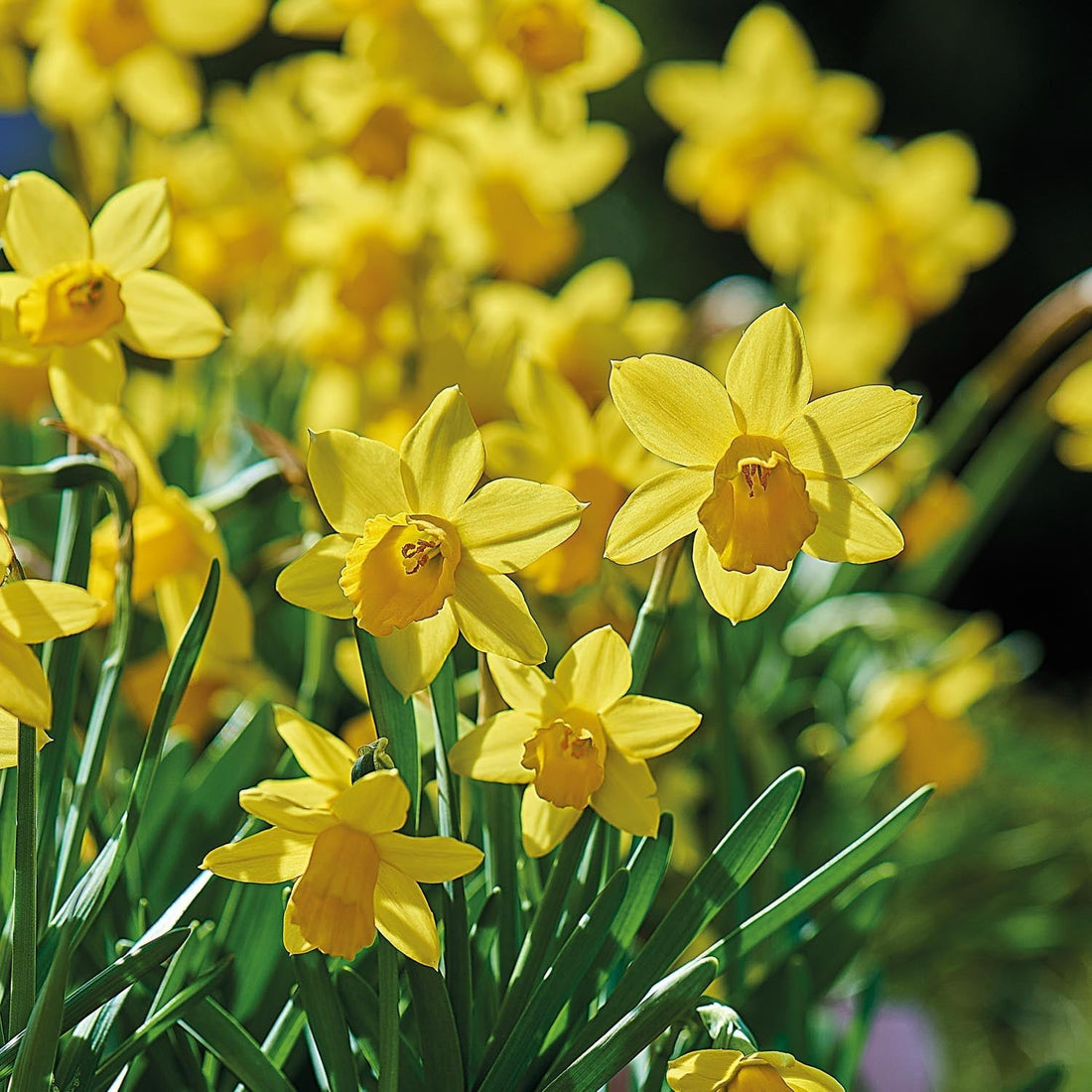 Narcis, Narcissus 'Tete á Tete'