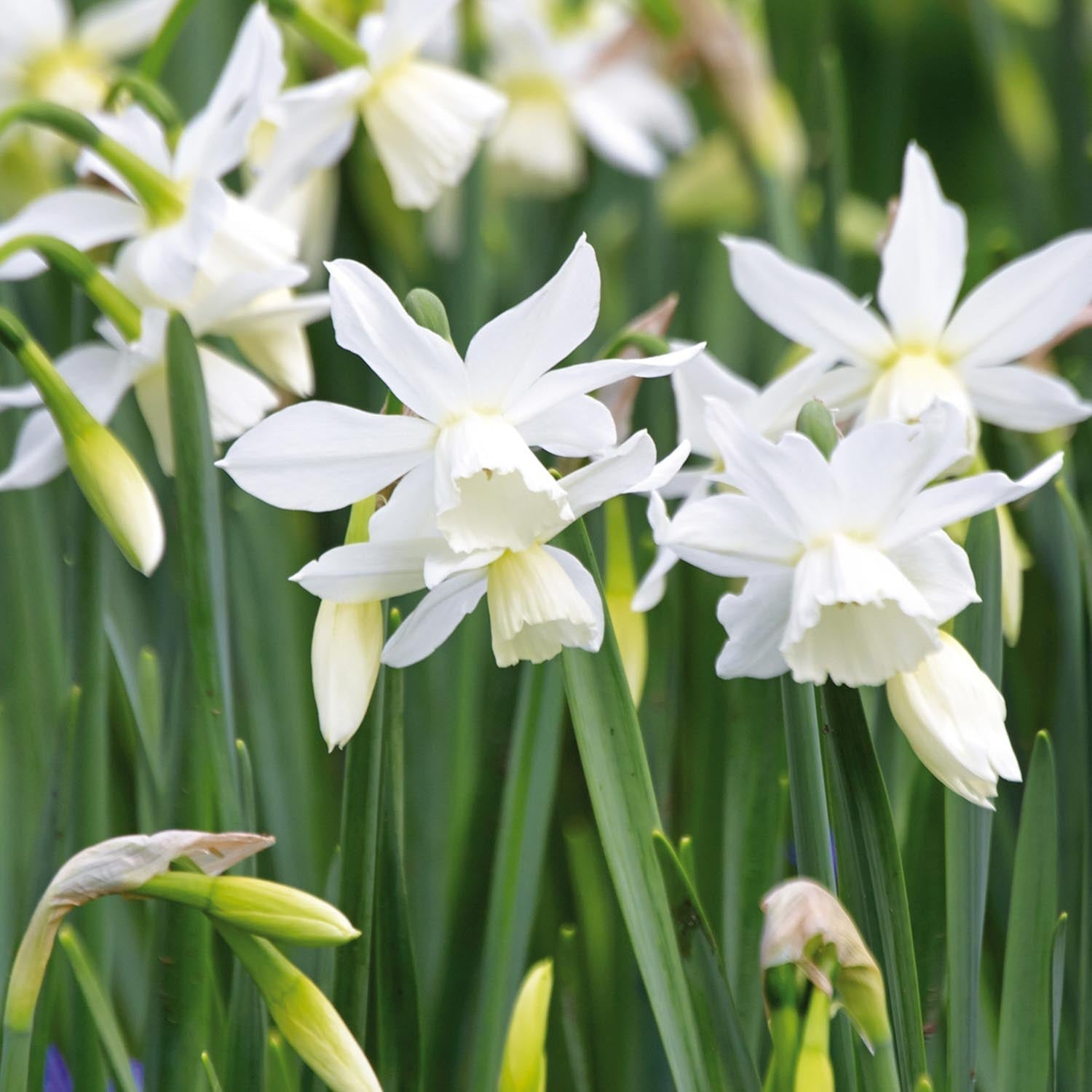 Narcis, Narcissus 'Thalia'