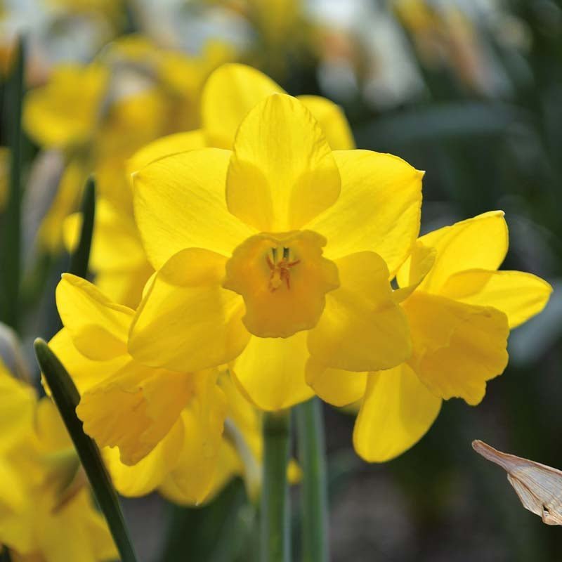 Narcis 'Quail'