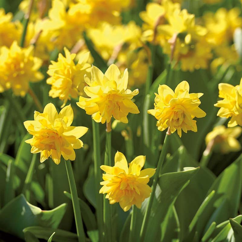 Narcis 'Tete Boucle'