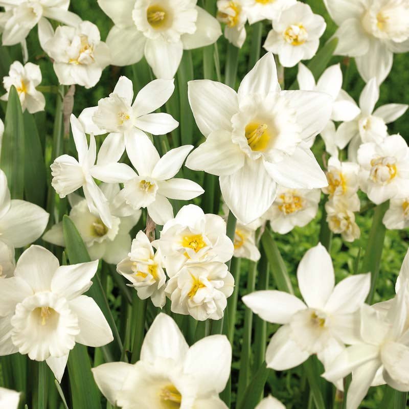 Narcissenmix 'Congress'