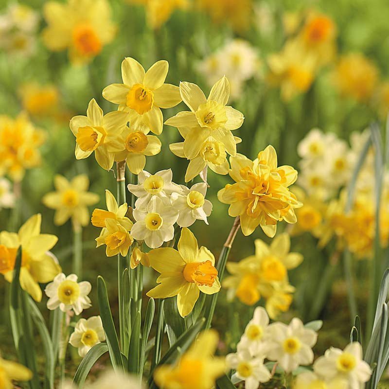 Narcissenmix 'Rockery Mixed'