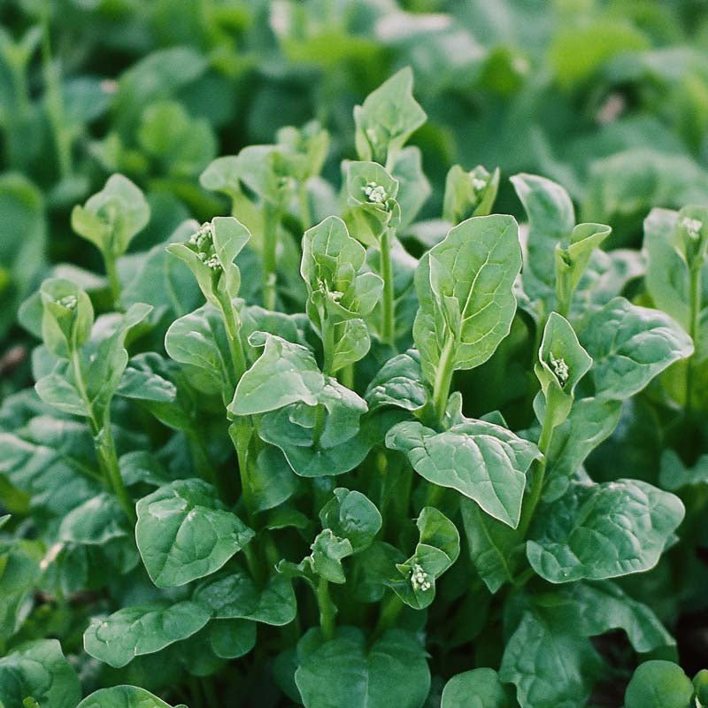 Nieuw - Zeelandse spinaziezaden - 75 biologische zaden