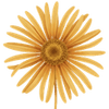 Ligularia wortelgoed / Kruiskruid