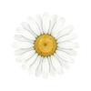 Bloemzaden