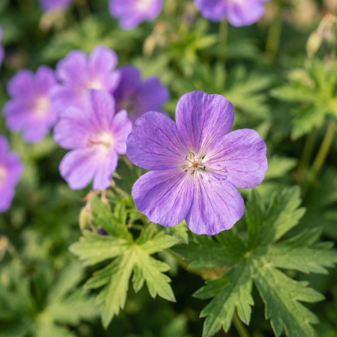 Ooievaarsbek, Geranium 'Brookside'