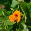 Oost Indische kerszaden 'Garden Nasturtium, niet klimmend' - 8 biologische zaden