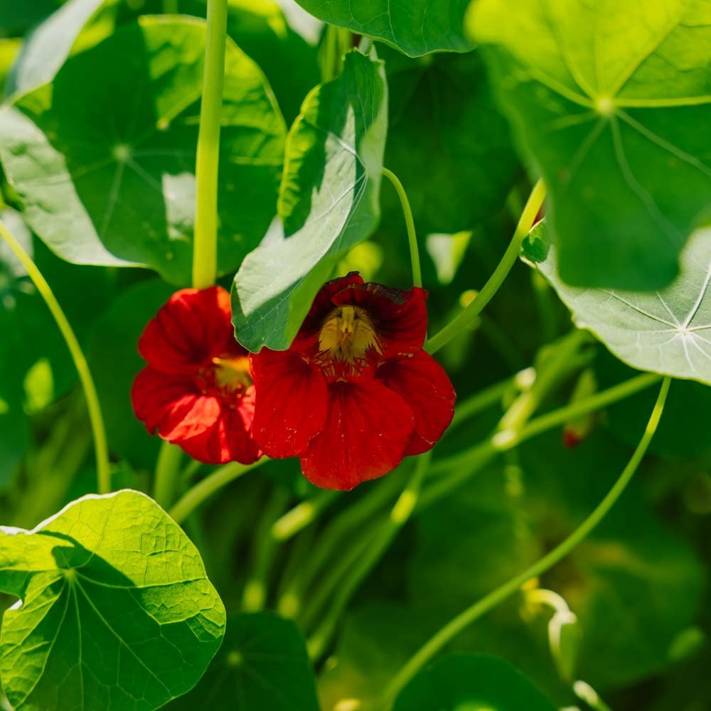 Oost Indische kerszaden 'Garden Nasturtium, niet klimmend' - 8 biologische zaden