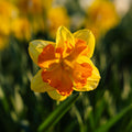Påskelilje, Narcissus 'Congress'
