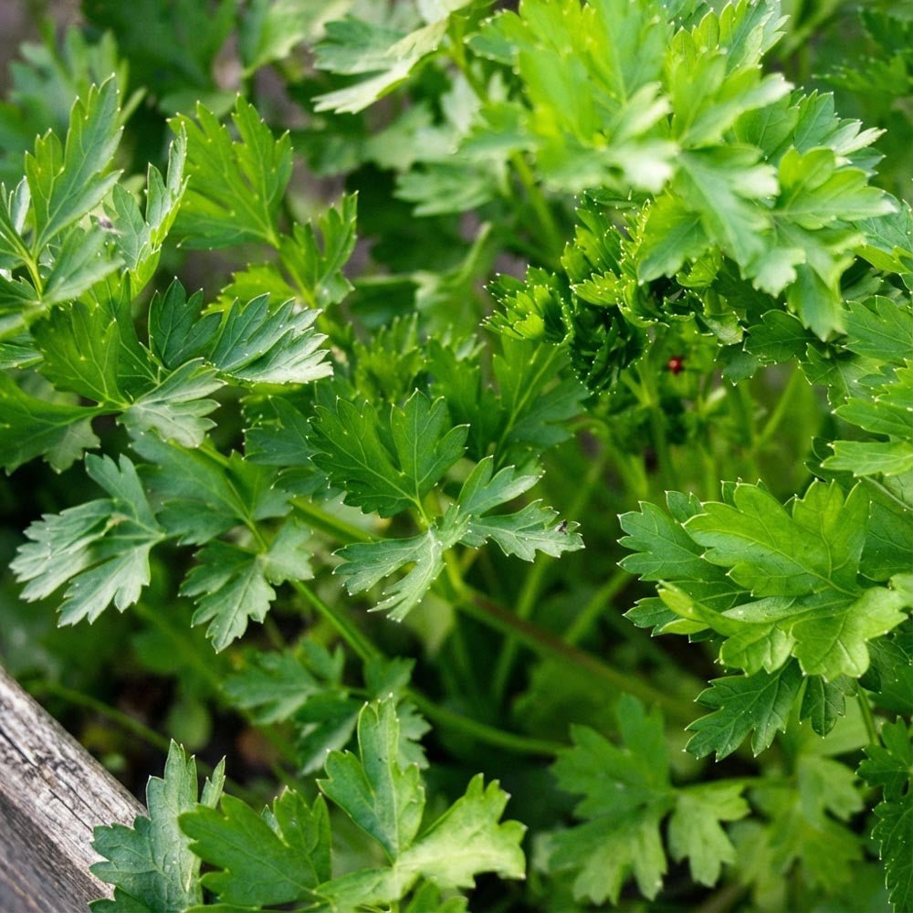 Peterselie zaden 'Comun 3' - 200 biologische zaden