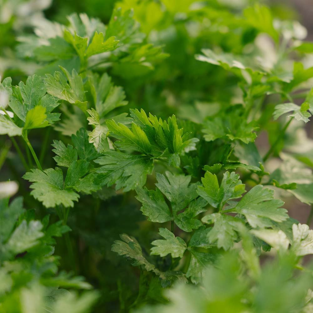 Peterseliezaden 'Giant of Italy' - 200 biologische zaden