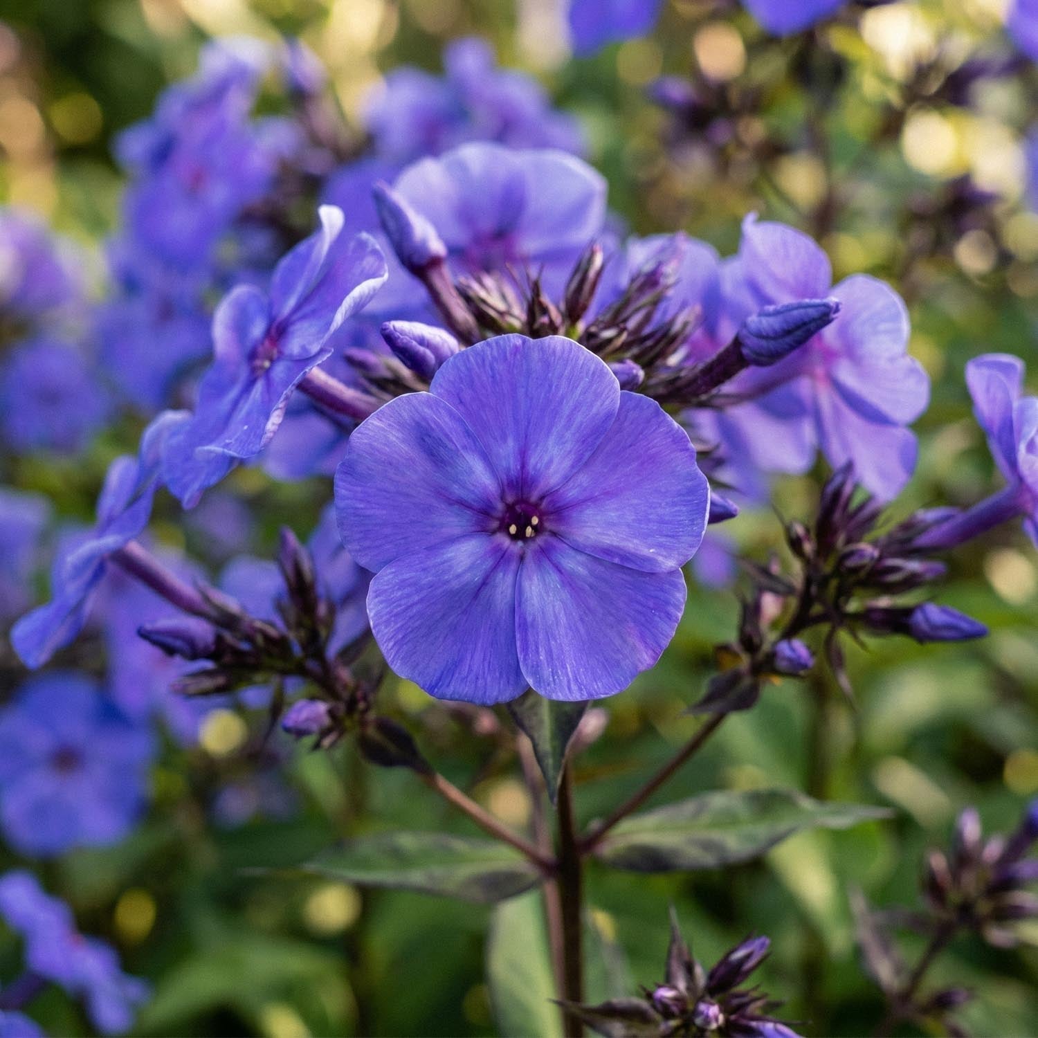 Phlox, Vlambloem 'Blue Paradise'