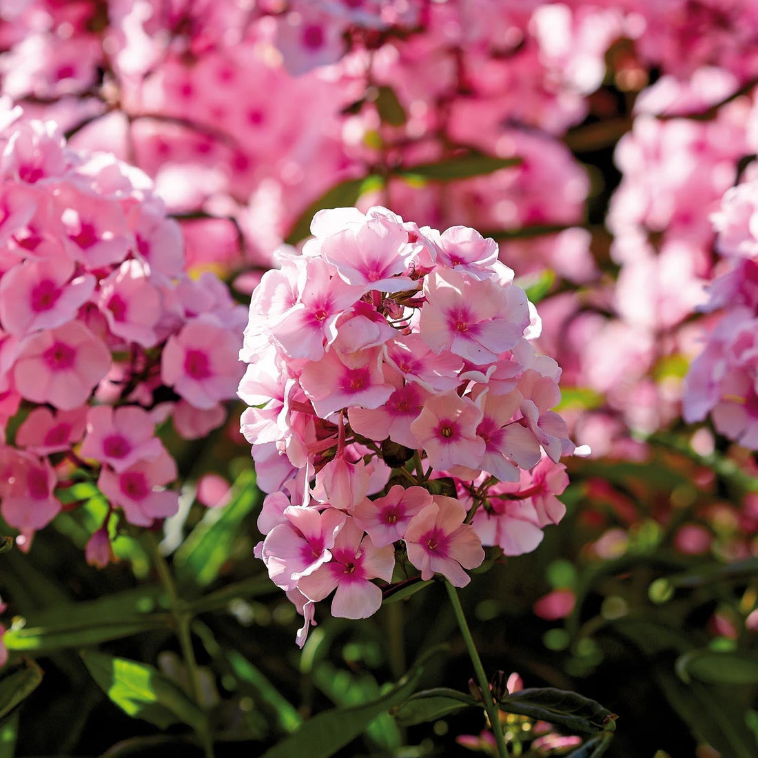 Phlox, Vlambloem 'Bright Eyes'