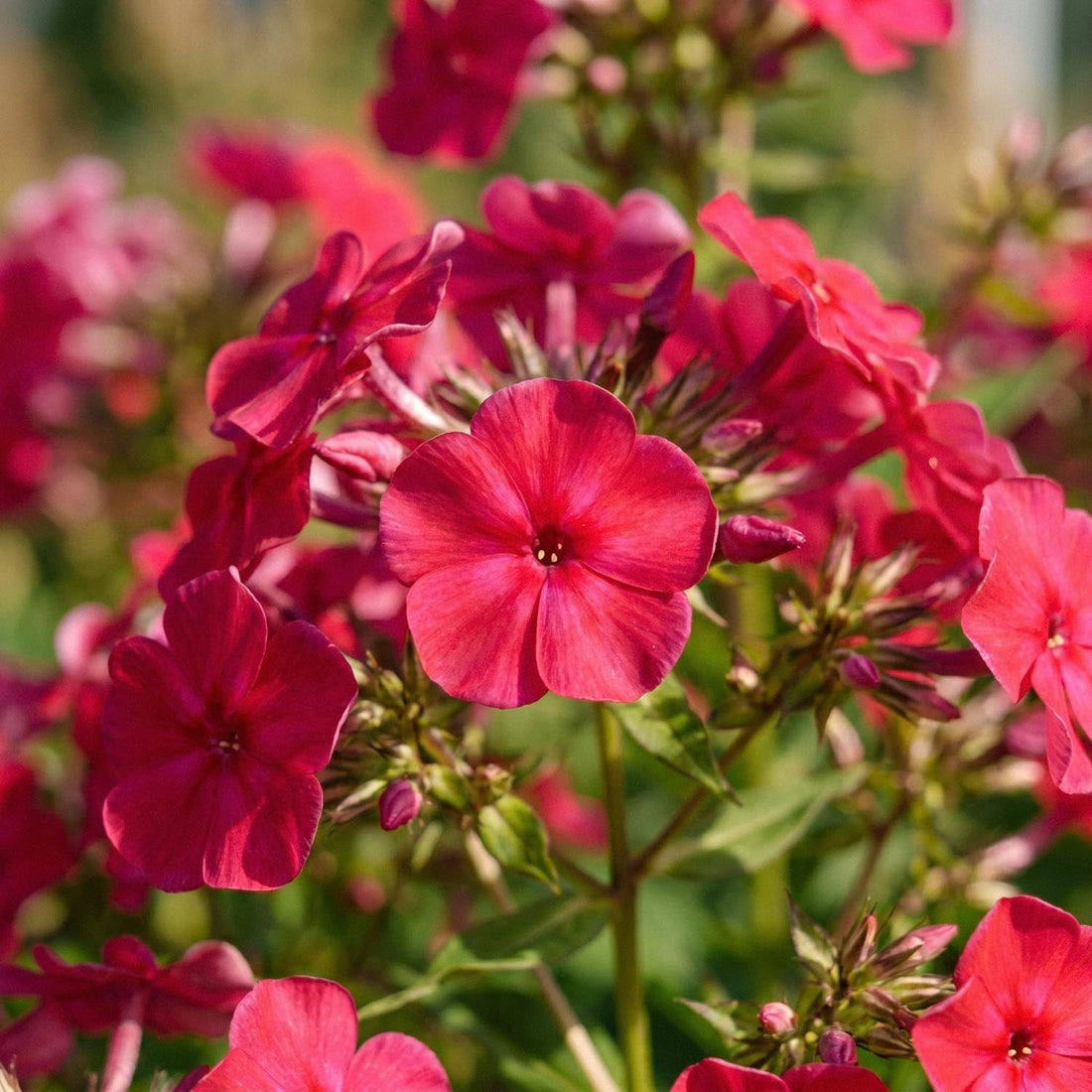 Phlox, Vlambloem 'Starfire'