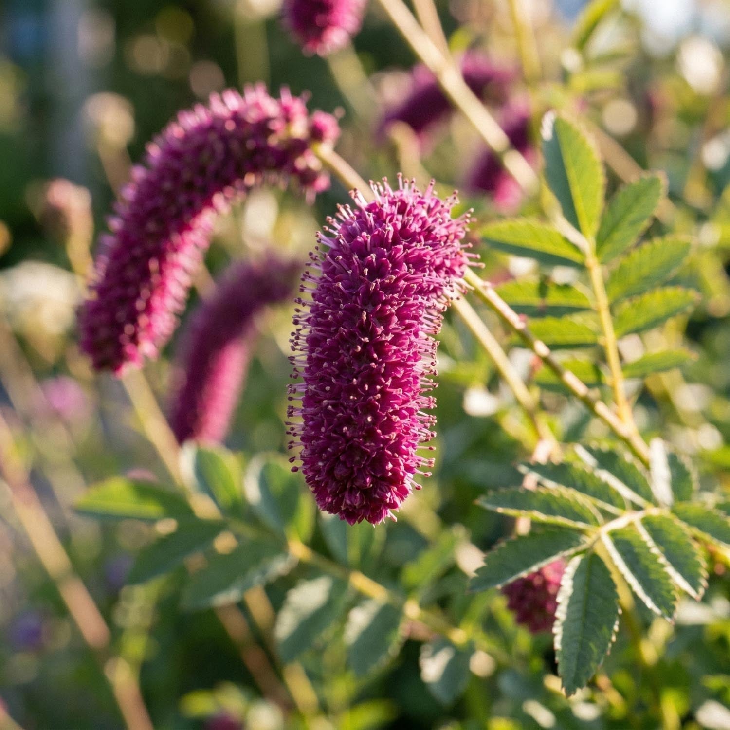 Pimpernel, Sanguisorba
