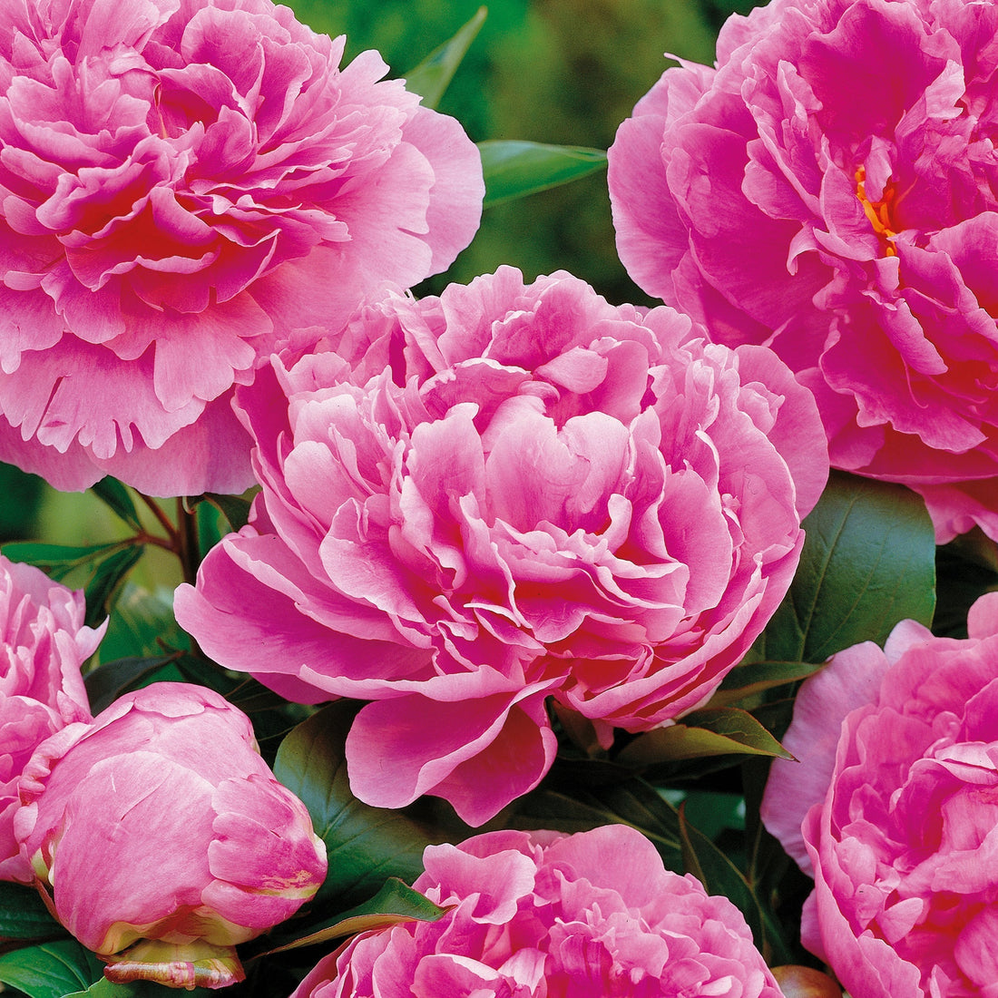 Pioenroos 'Alexander Fleming'