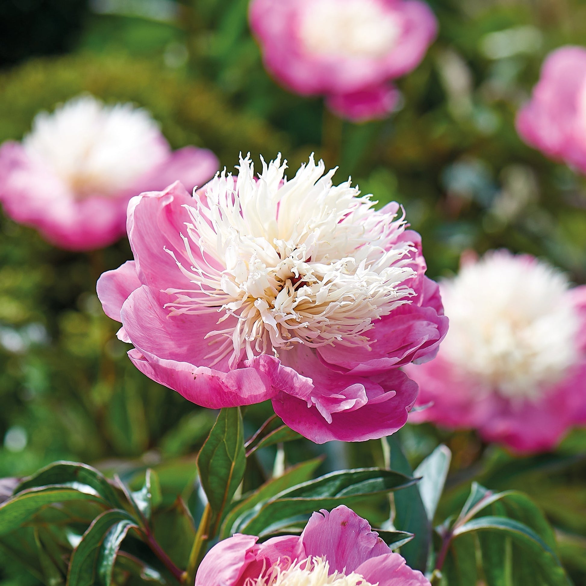 Pioenroos 'Bowl of Beauty'