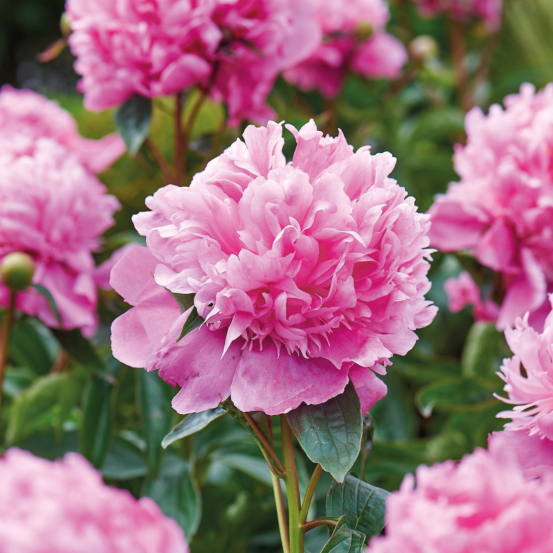 Pioenroos 'Monsieur Jules Elié'