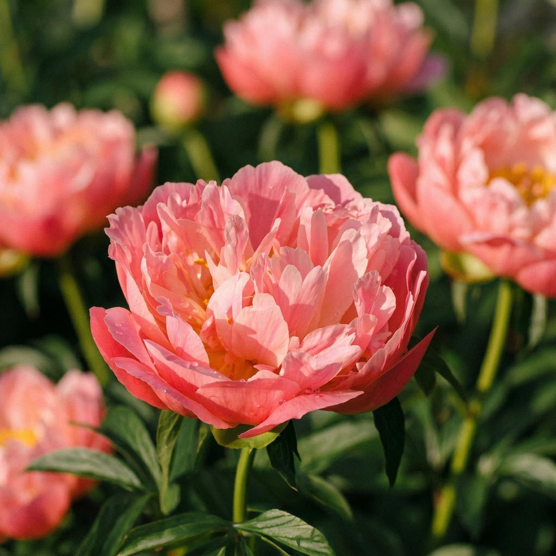 Pioenroos, Paeonia 'Coral Charm'