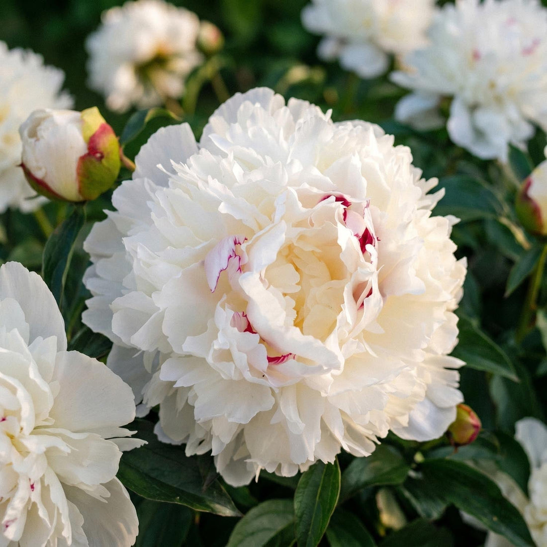 Pioenroos, Paeonia 'Festiva Maxima'