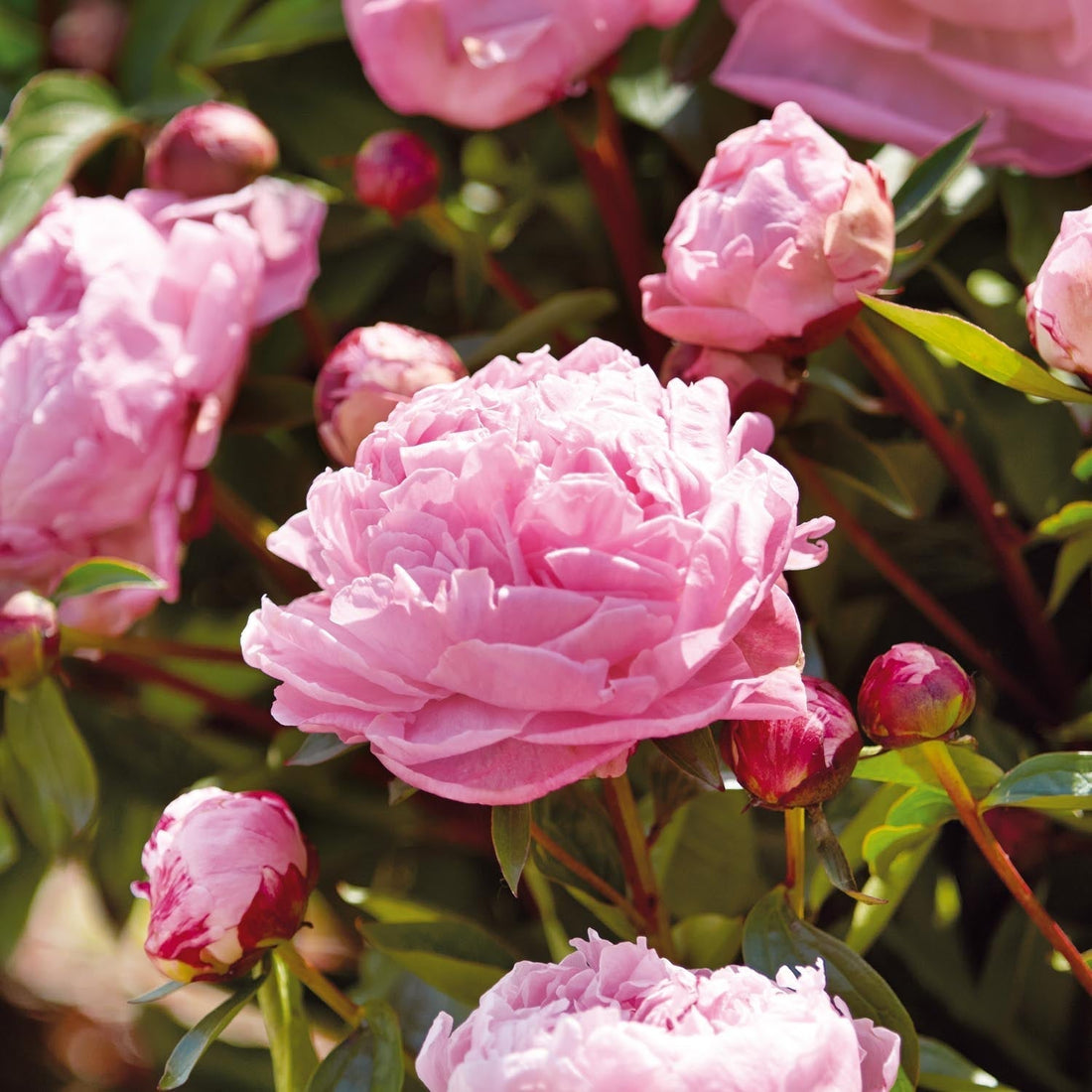 Pioenroos, Paeonia 'Sarah Bernhardt'