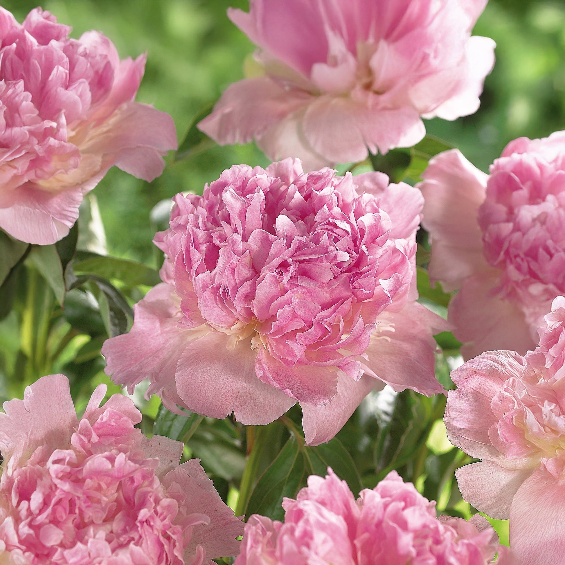 Pioenroos 'Raspberry Sunday'