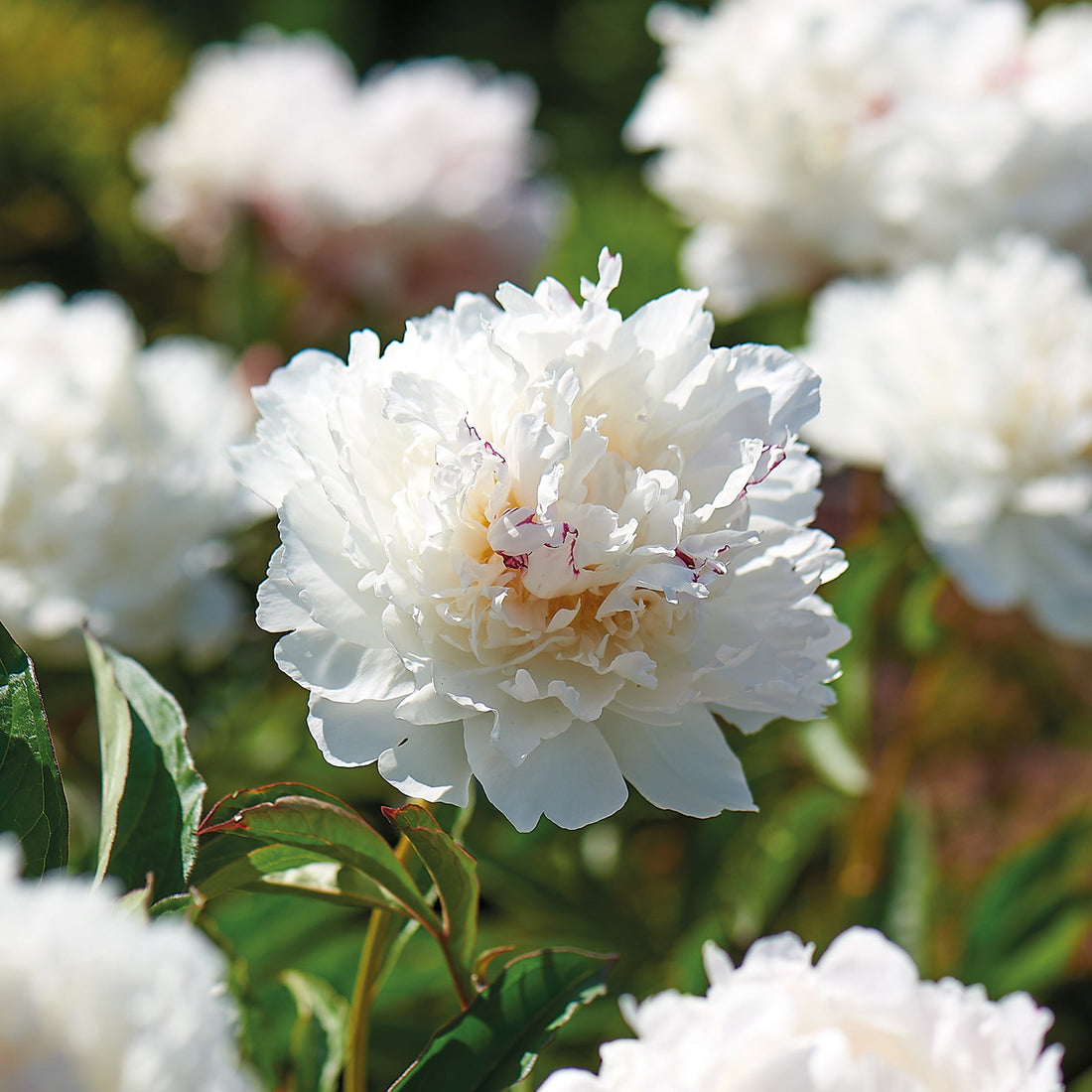 Pioenroos 'Shirley Temple'