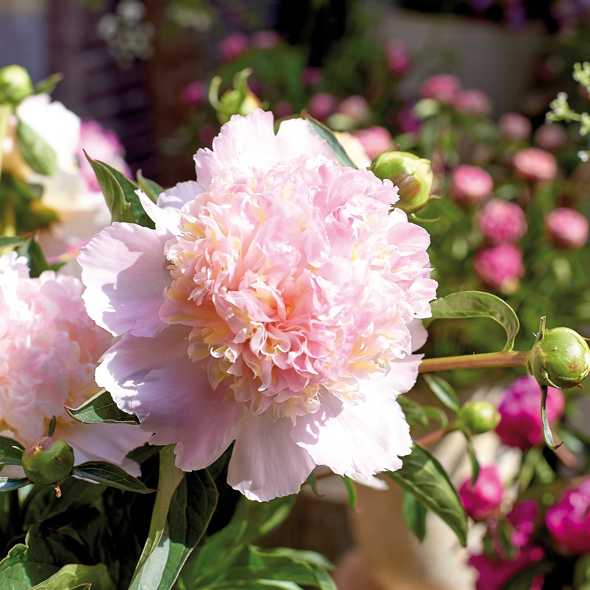 Pioenroos 'Top Brass'