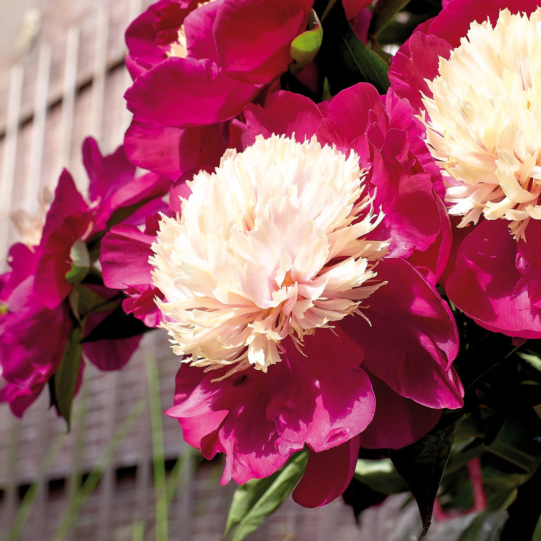 Pioenroos 'White Cap'